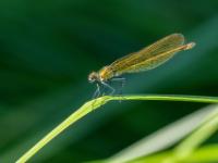 Gebänderte Prachtlibelle Weibchen